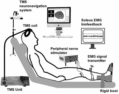 Temporal Profile of Descending Cortical Modulation of Spinal Excitability: Group and Individual-Specific Effects